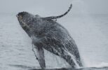 Drone Captures Stunning Video of a Whale with a Missing Tail
