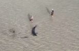 Drone Captures Amazing Shark Rescue