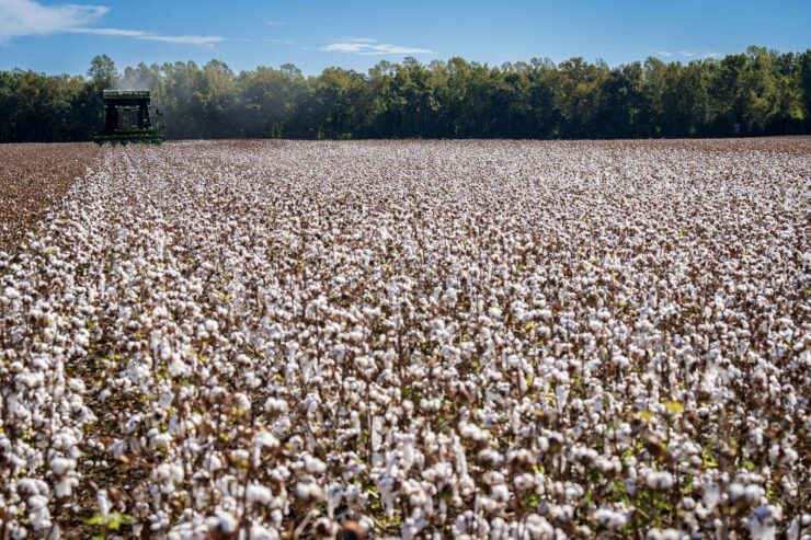 Cotton fields