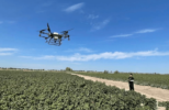 Xinjiang cotton drones spraying fields